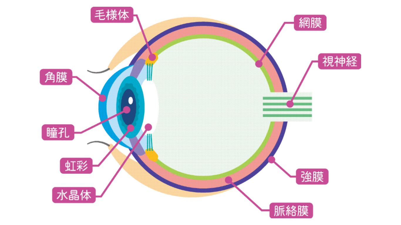 白内障の仕組みに関するイメージ画像2